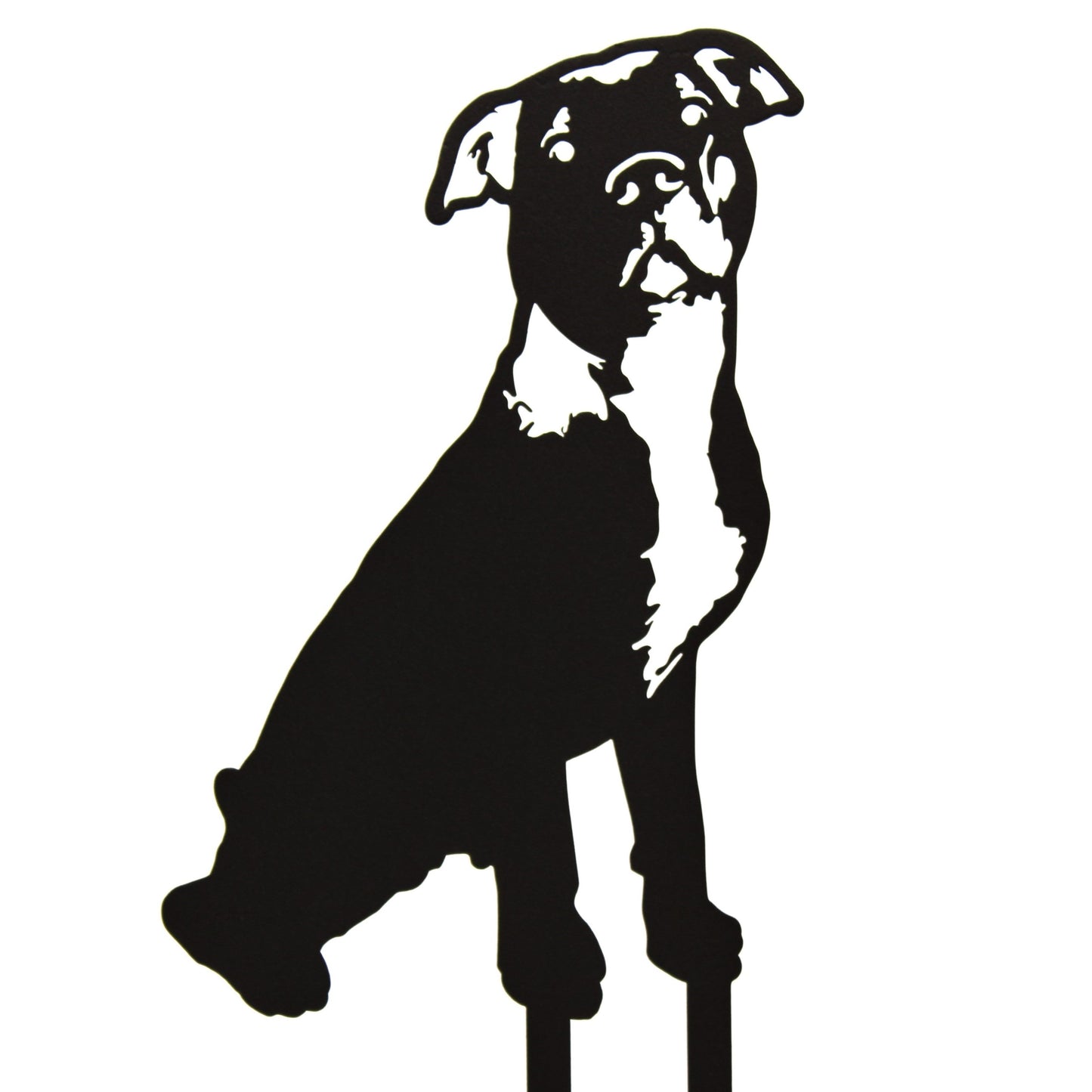 American Pit Bull Terrier