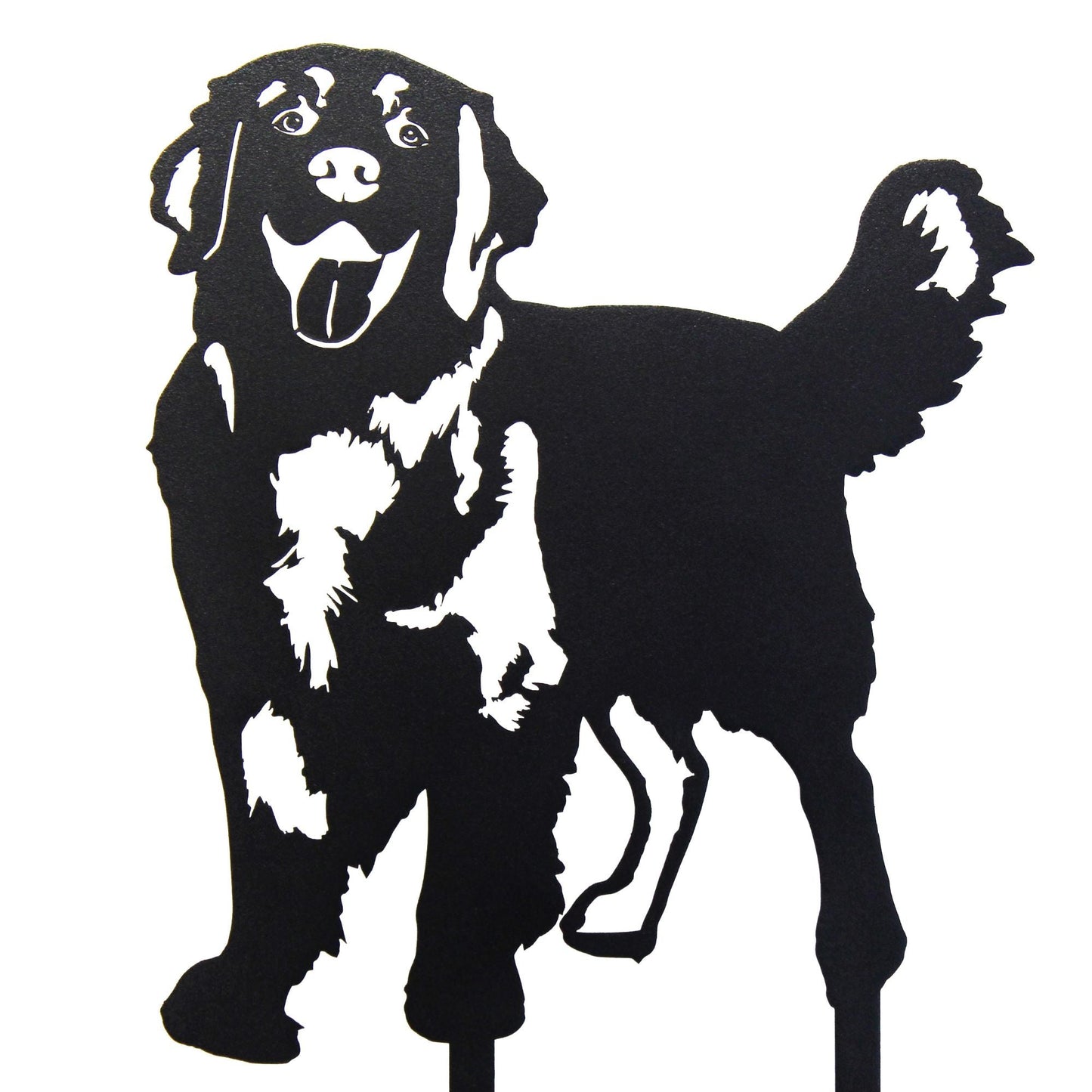 Golden Retriever - Standing