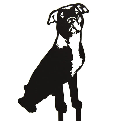 American Pit Bull Terrier