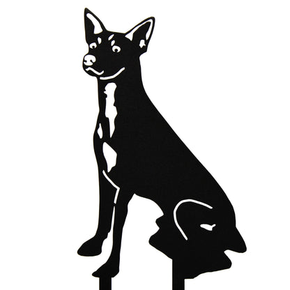 Toy Fox Terrier