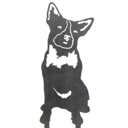 Australian Cattle Dog
