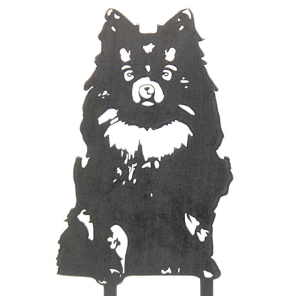 Pomeranian
