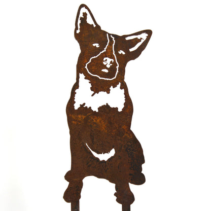 Australian Cattle Dog