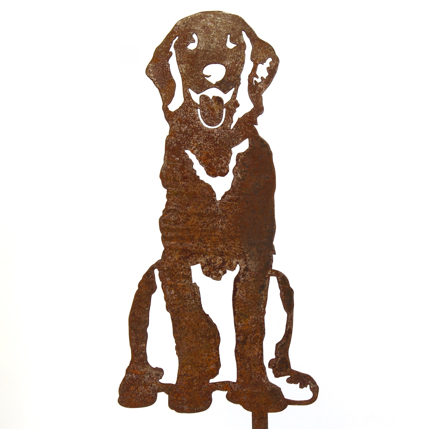 Golden Retriever - Sitting