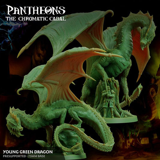 Young Green Dragon