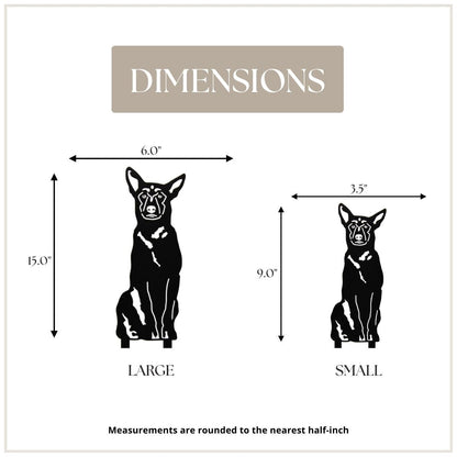 Belgian Malinois