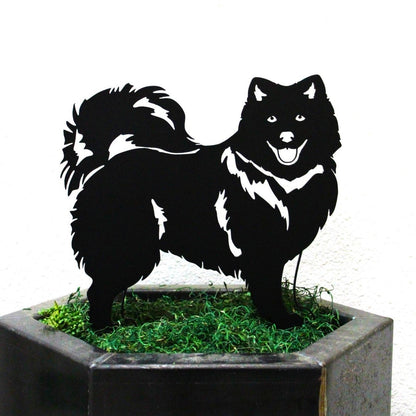 Japanese Spitz