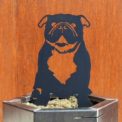English Bulldog