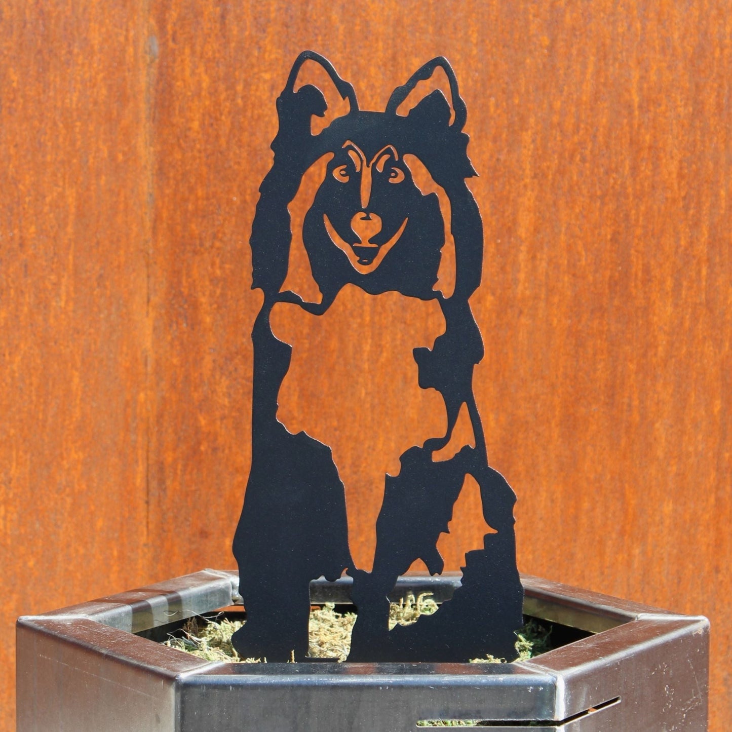 Rough Collie