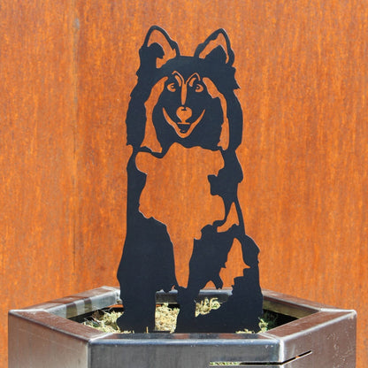 Rough Collie