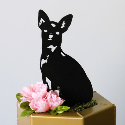 Chihuahua