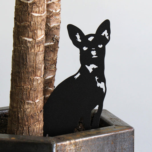 Chihuahua