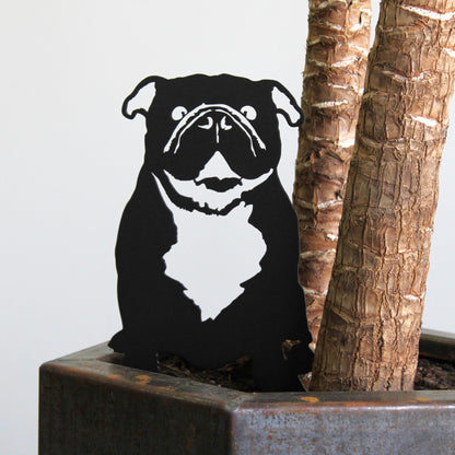 English Bulldog
