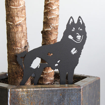Schipperke