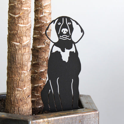 American English Coonhound
