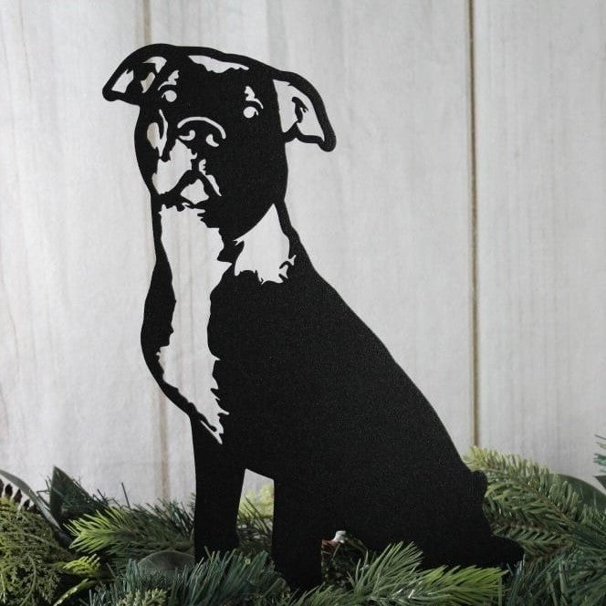 American Pit Bull Terrier