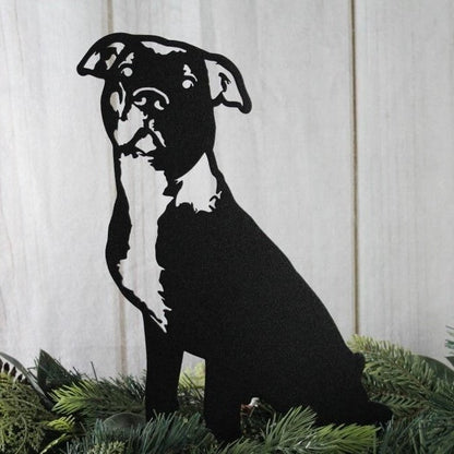 American Pit Bull Terrier