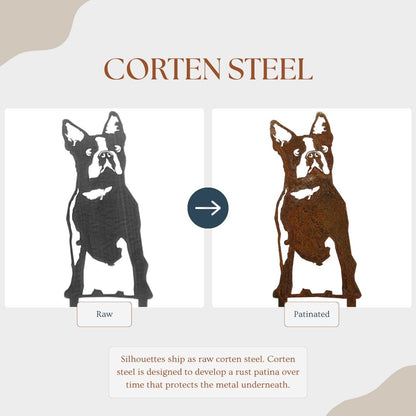 Boston Terrier