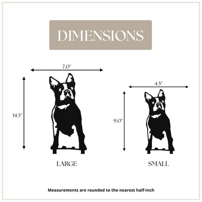 Boston Terrier