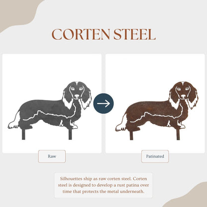 Dachshund - Longhaired