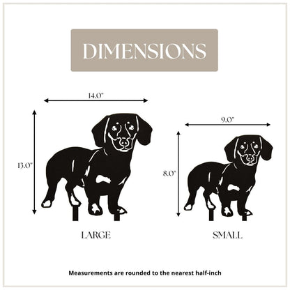 Dachshund - Shorthaired