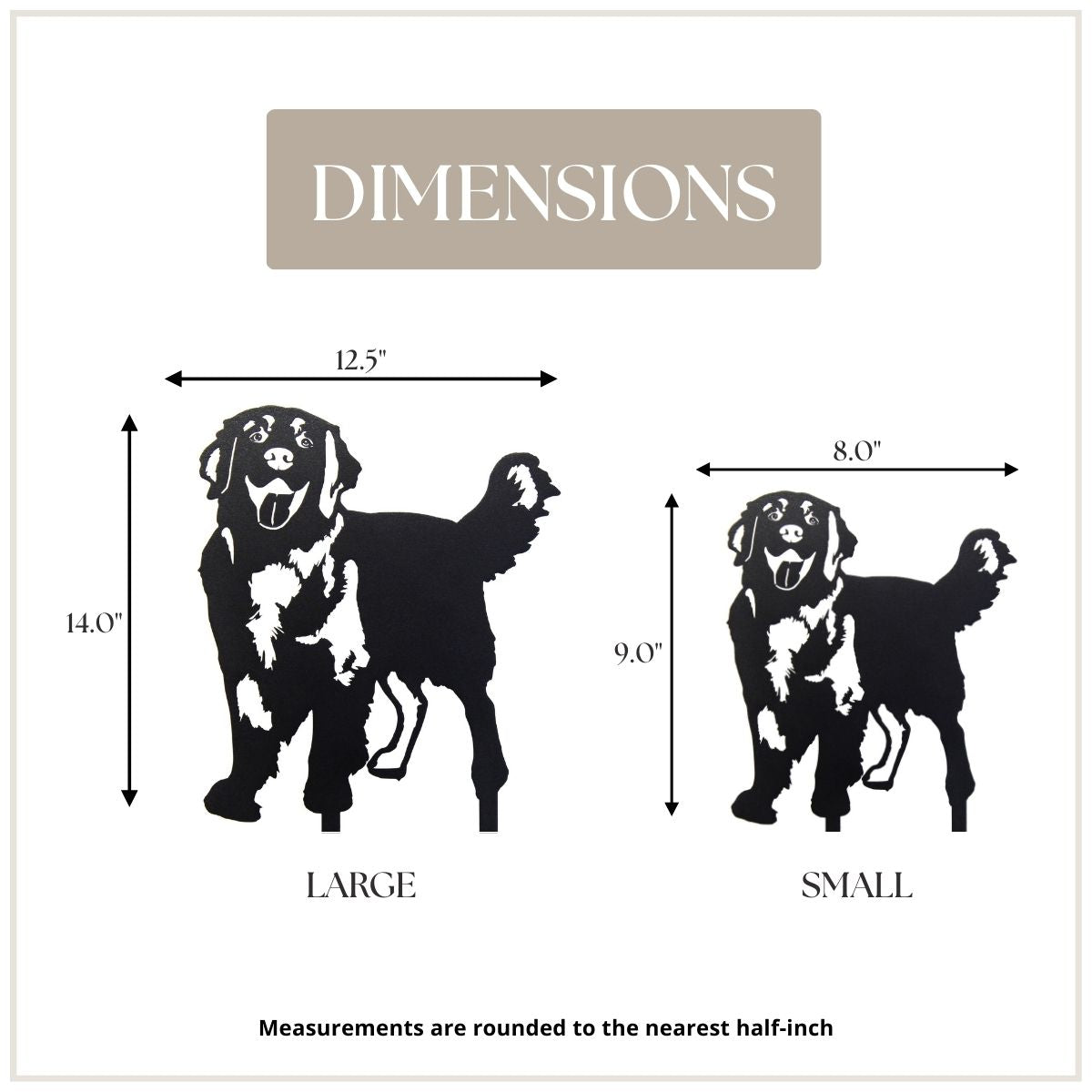 Golden Retriever - Standing