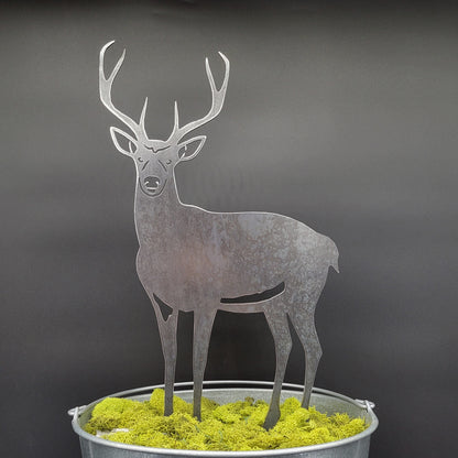 Deer - Buck