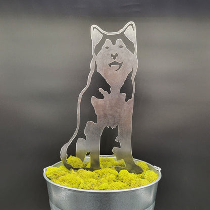 Siberian Husky