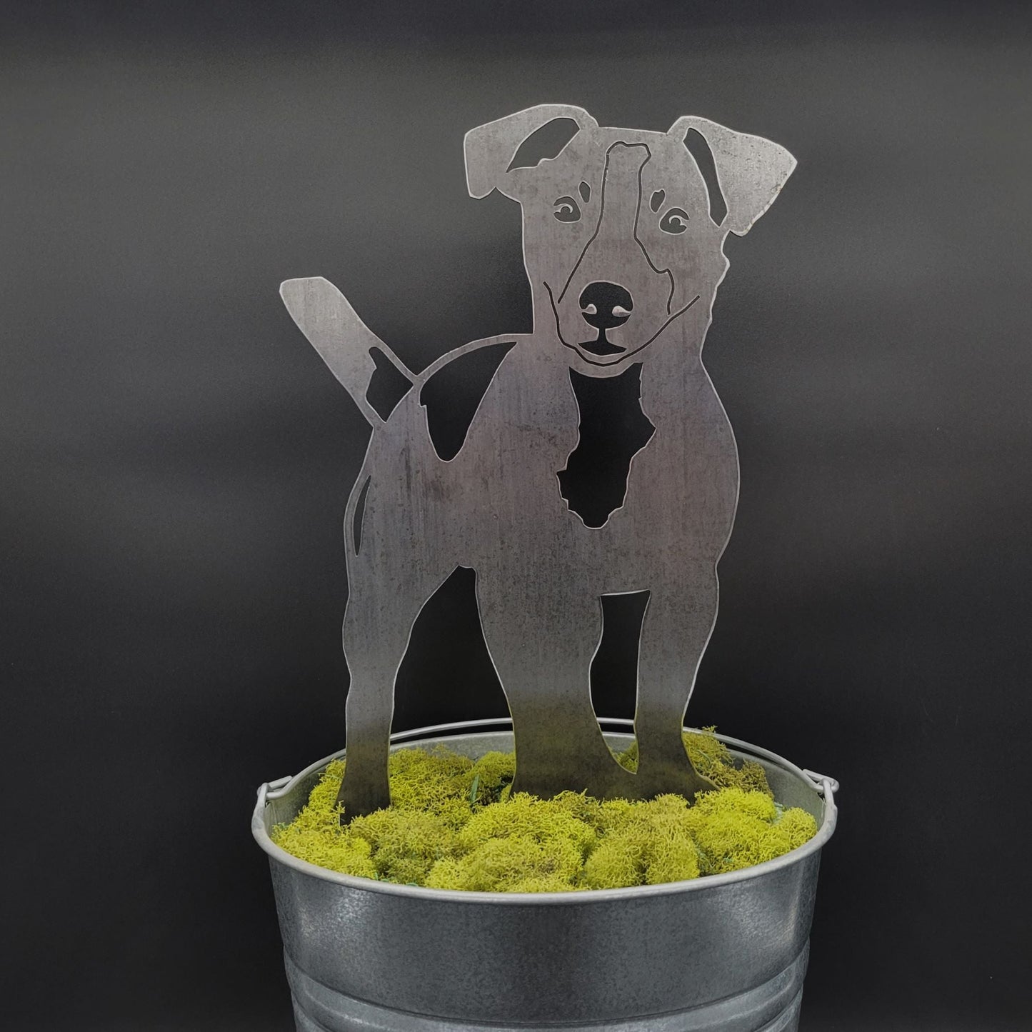 Jack Russell Terrier