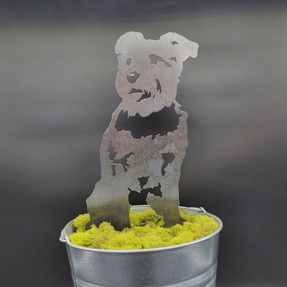 Schnauzer