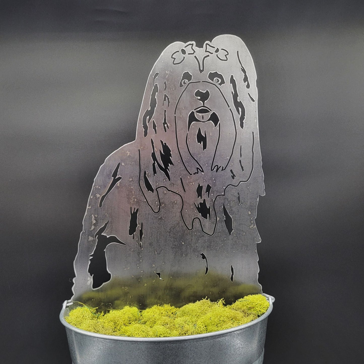 Lhasa Apso