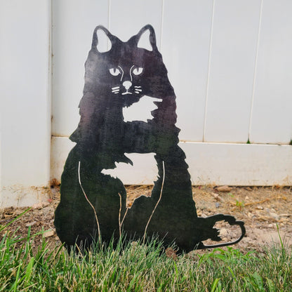 British Longhair