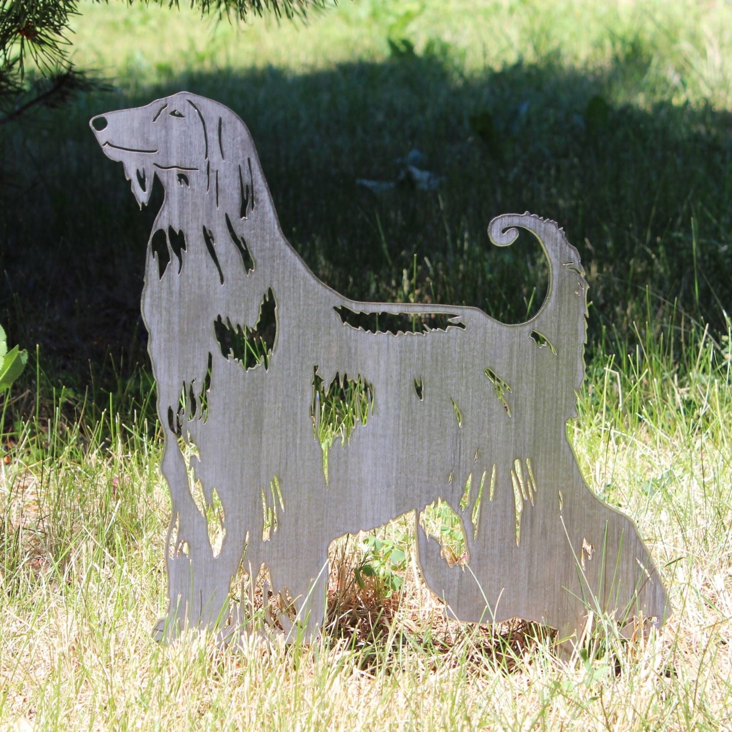 Afghan Hound