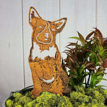 Australian Cattle Dog