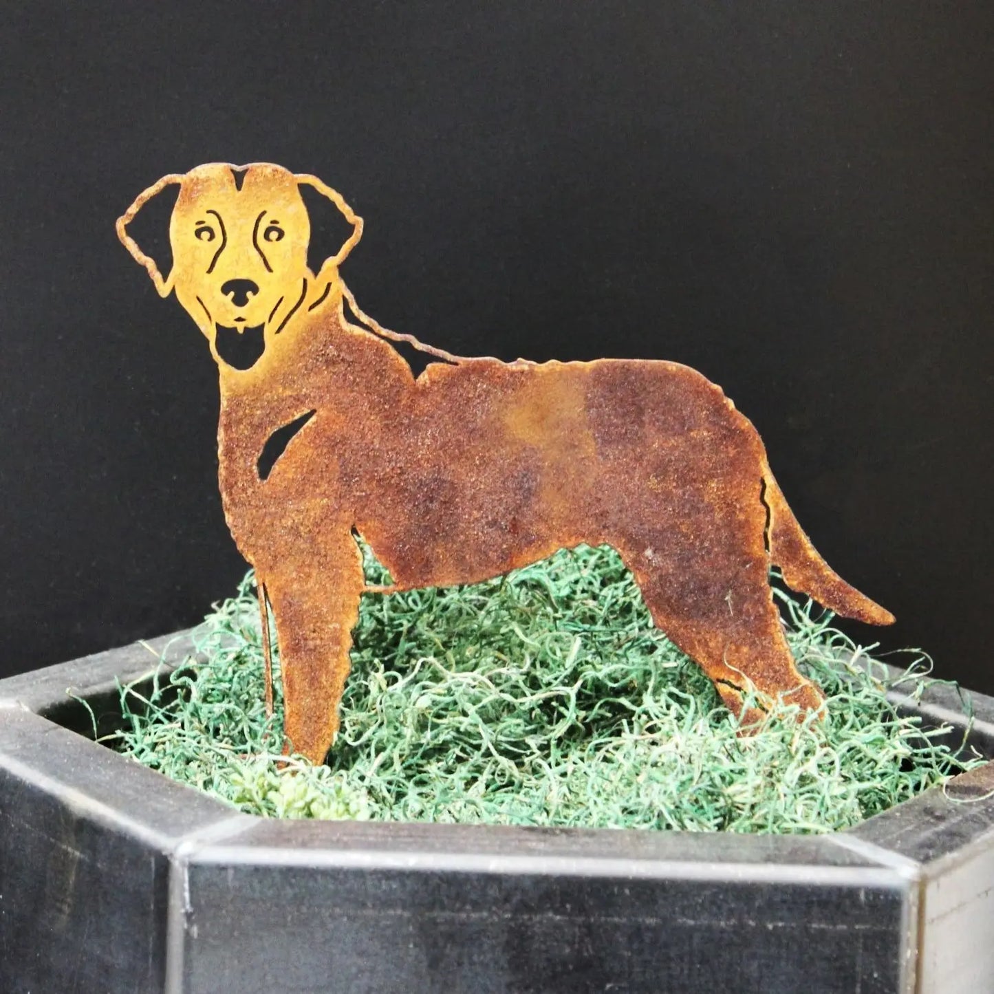 Chesapeake Bay Retriever