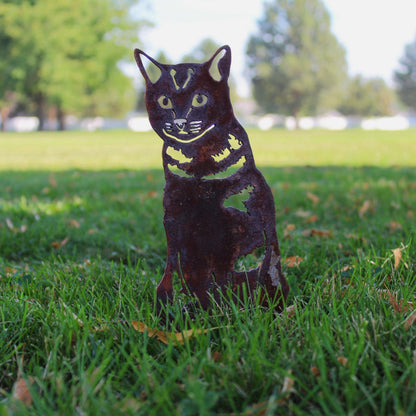 Shorthair Tabby