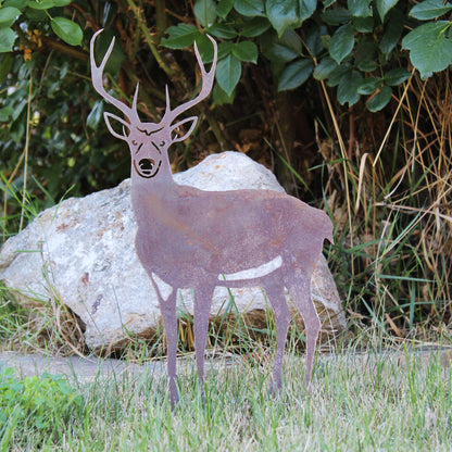 Deer - Buck