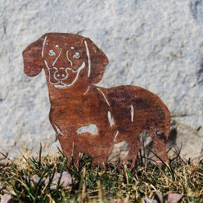 Dachshund - Shorthaired