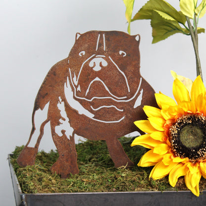 American Bully
