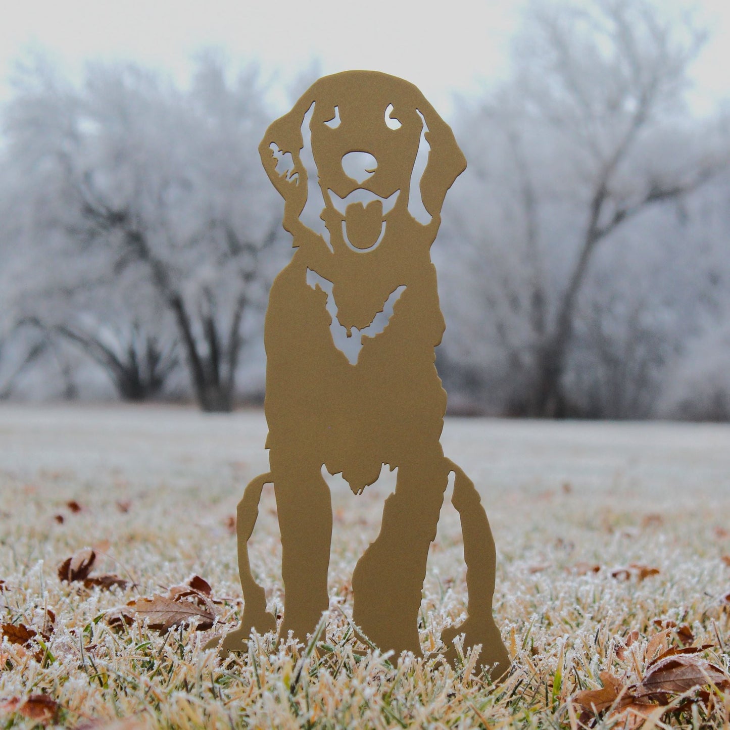 Golden Retriever - Sitting