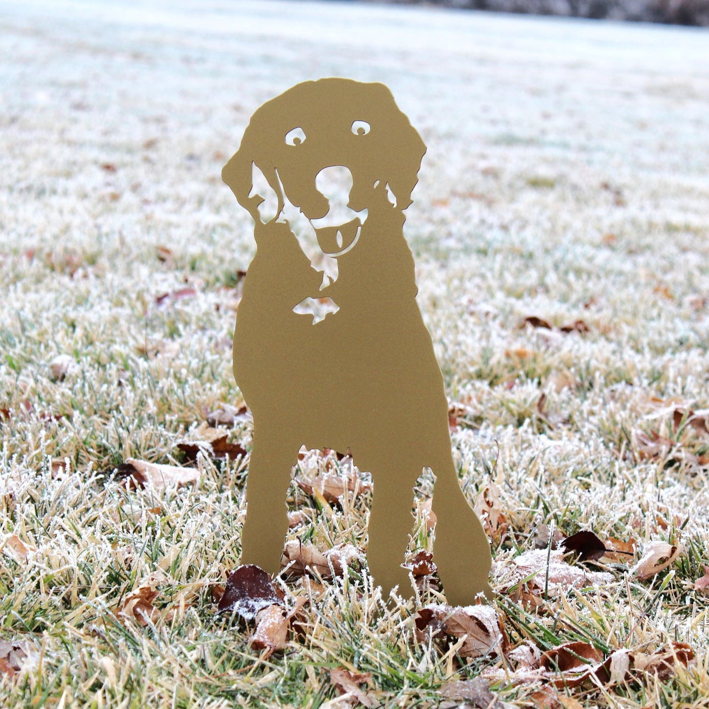 Special Edition *Gold* Labrador Retriever