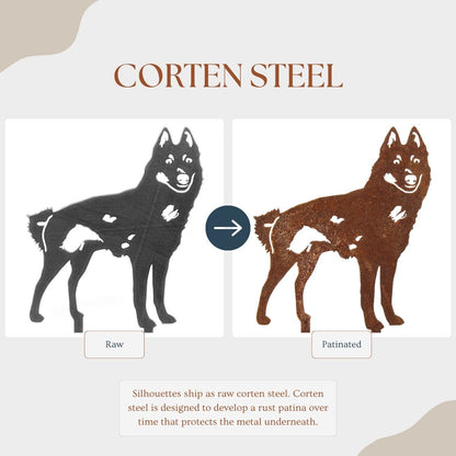 Schipperke