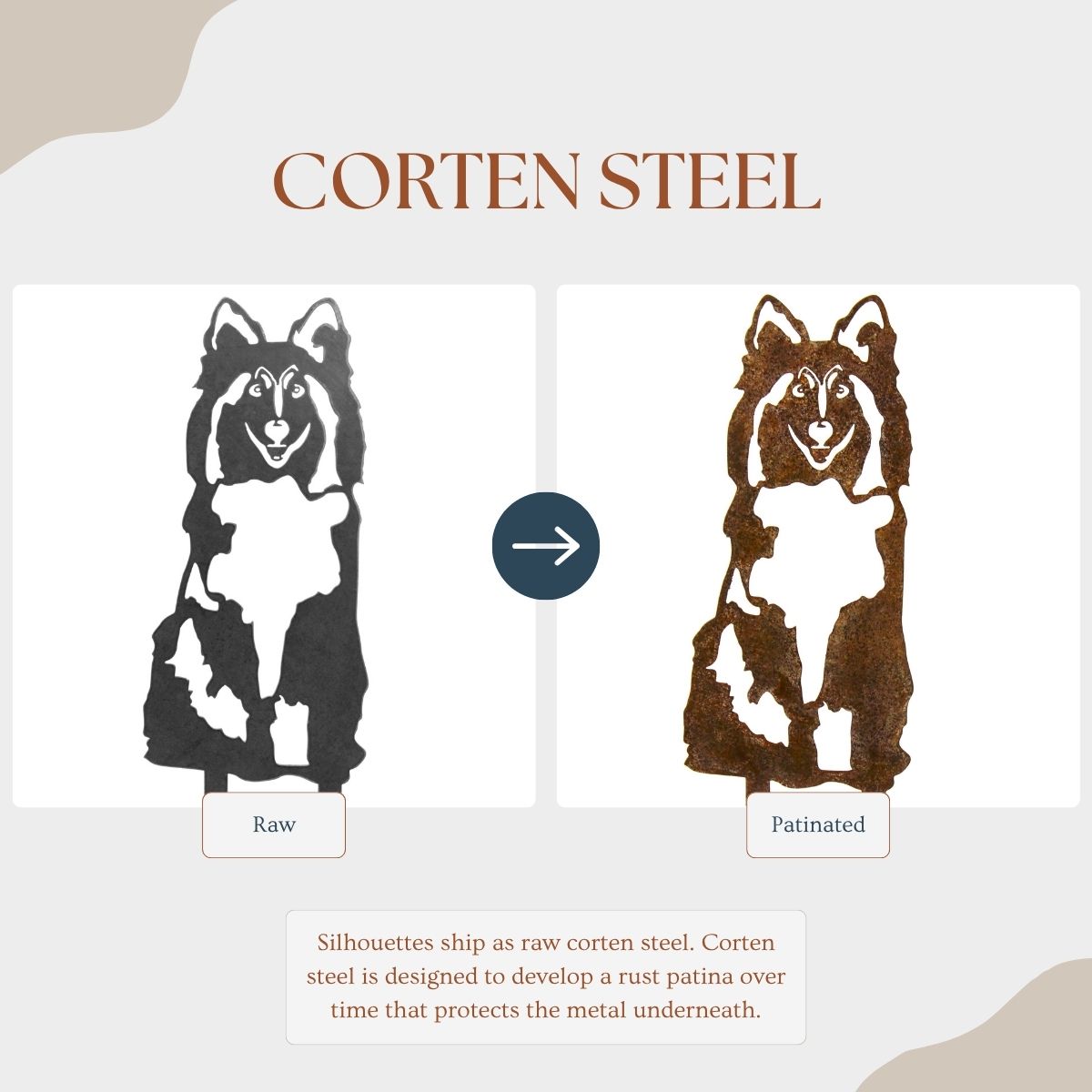Shetland Sheepdog