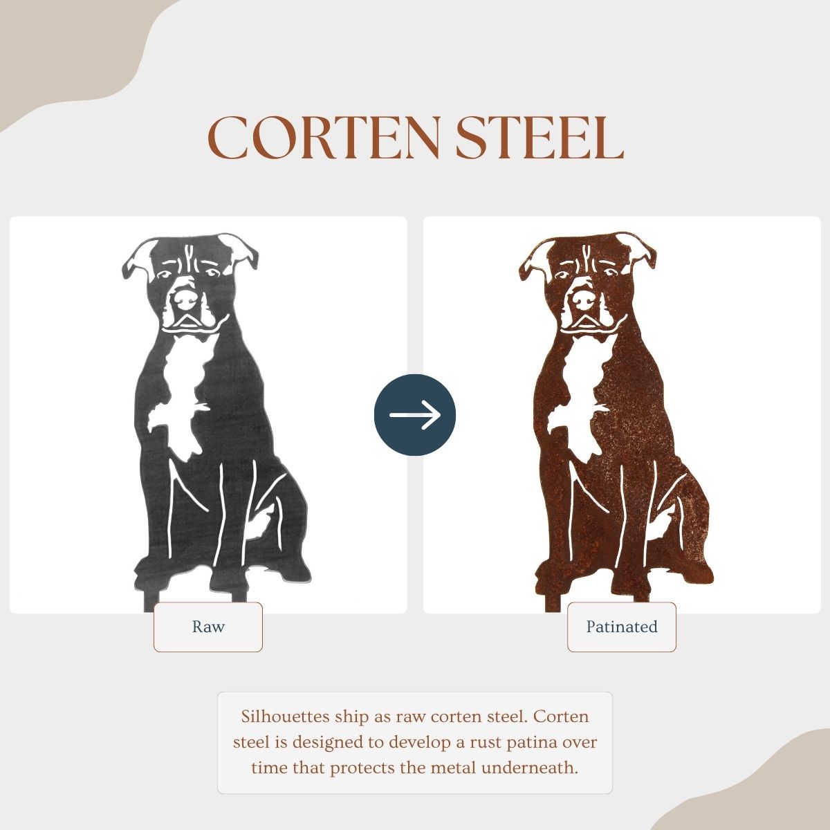 American Staffordshire Terrier