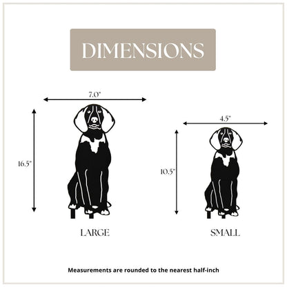 American English Coonhound