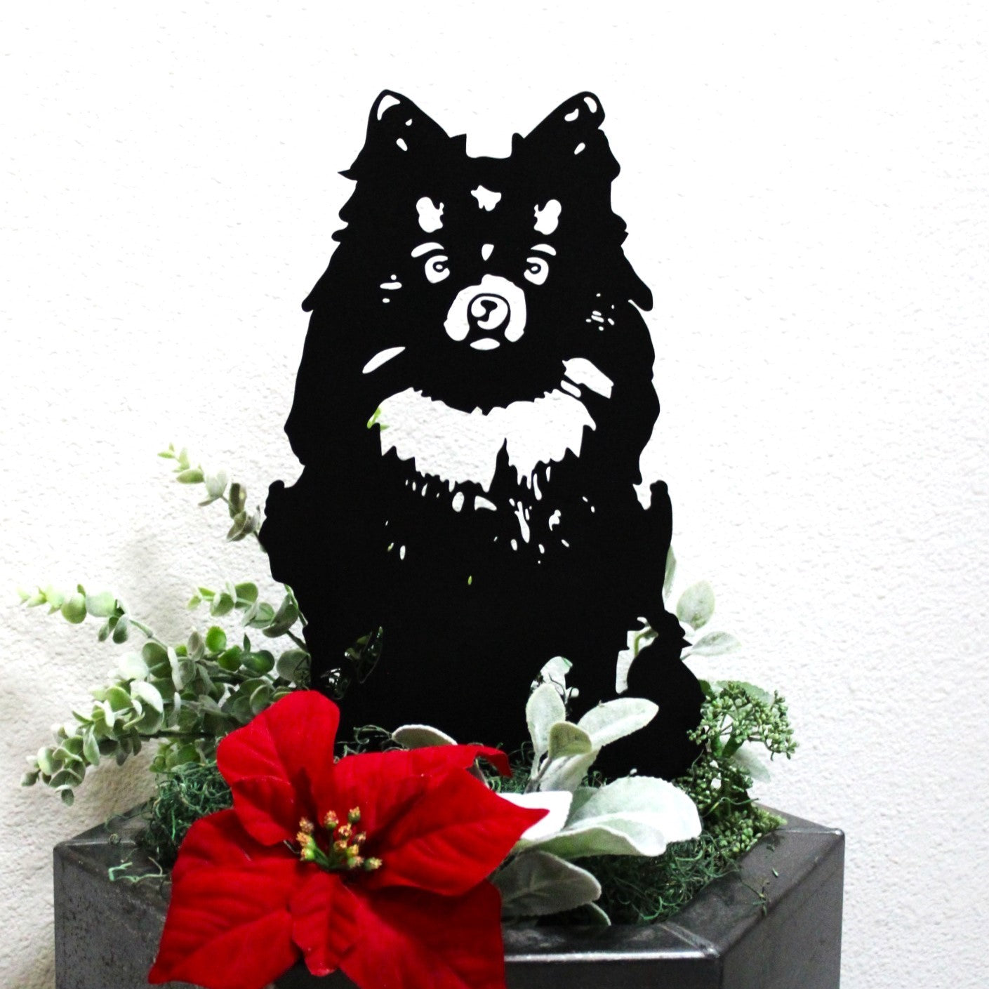 Pomeranian